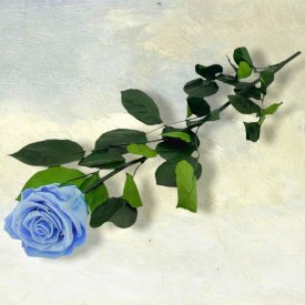 Błękitna Wieczna Róża na Łodydze 50 cm