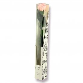 Bladoróżowa Wieczna Róża na Łodydze 50 cm