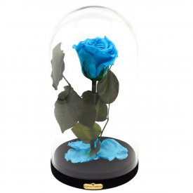 Błękitna Wieczna Róża w Szkatułce Beauty & The Beast