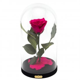 Różowa Wieczna Róża w Szkatułce Beauty & The Beast
