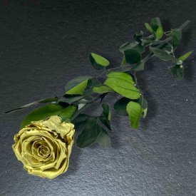 Złota Wieczna Róża na Łodydze 50 cm