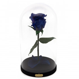 Niebieska Wieczna Róża w Szkatułce Beauty & The Beast