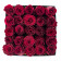 Czerwone Róże Żywe w Białym Kwadratowym Boxie