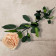 Herbaciana Wieczna Róża na Łodydze 50 cm