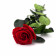 Czerwona Wieczna Róża na Łodydze 50 cm