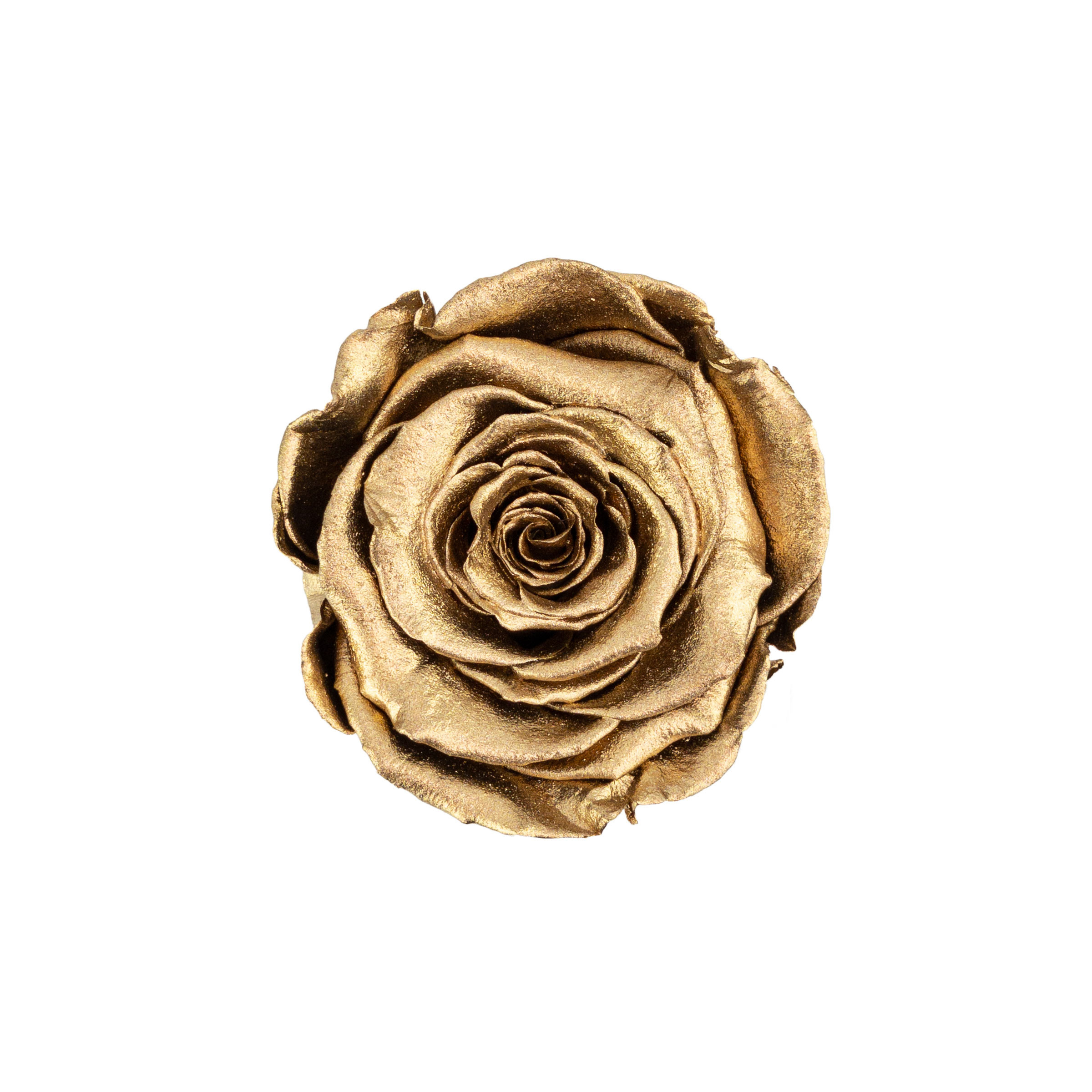 Rosa eterna oro in flowerbox nero mini | Negozio di fiori online Rose du  Château