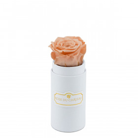 Rosa eterna crema in flowerbox bianco mini