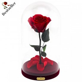 Červená věčná růže Beauty & The Beast