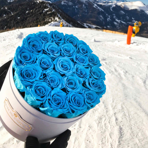 Modré věčné růže ve velkém bílém flowerboxu