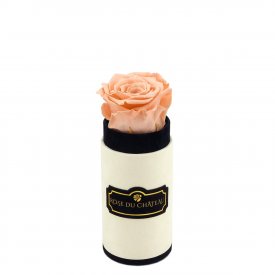 Čajová věčná růže v mini béžovém flowerboxu