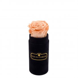 Čajová věčná růže v černém mini flowerboxu