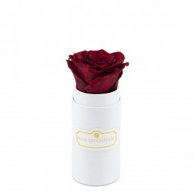 Červená věčná růže v bílém mini flowerboxu