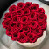 Červené věčné růže ve velkém bílém flowerboxu