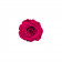 Růžová věčná růže v mini béžovém flowerboxu