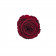 Červená věčná růže v mini béžové flowerboxu