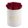Červené věčné růže v malém bílém flowerboxu