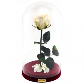 Weiße Ewige Rose Die Schöne & Das Biest