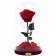 Rote Ewige Rose Die Schöne & Das Biest